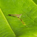 Eating leaves, Yucatan