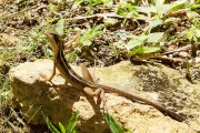 Lizard, Yucatan