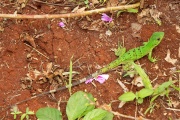 Green lizard on red ground, Yucatan