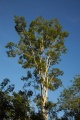 A Tree, Old Chichen