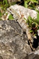 Lizard, Yucatan