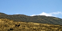 Red deer near Inveroran 